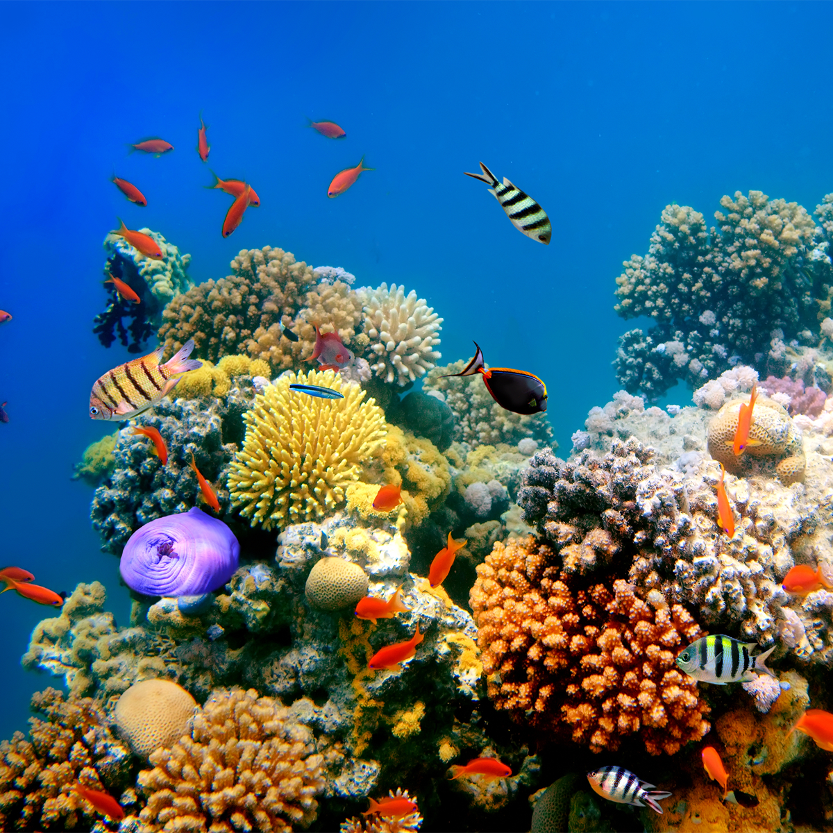 Our Response to Biodiversity Conservation and Regeneration