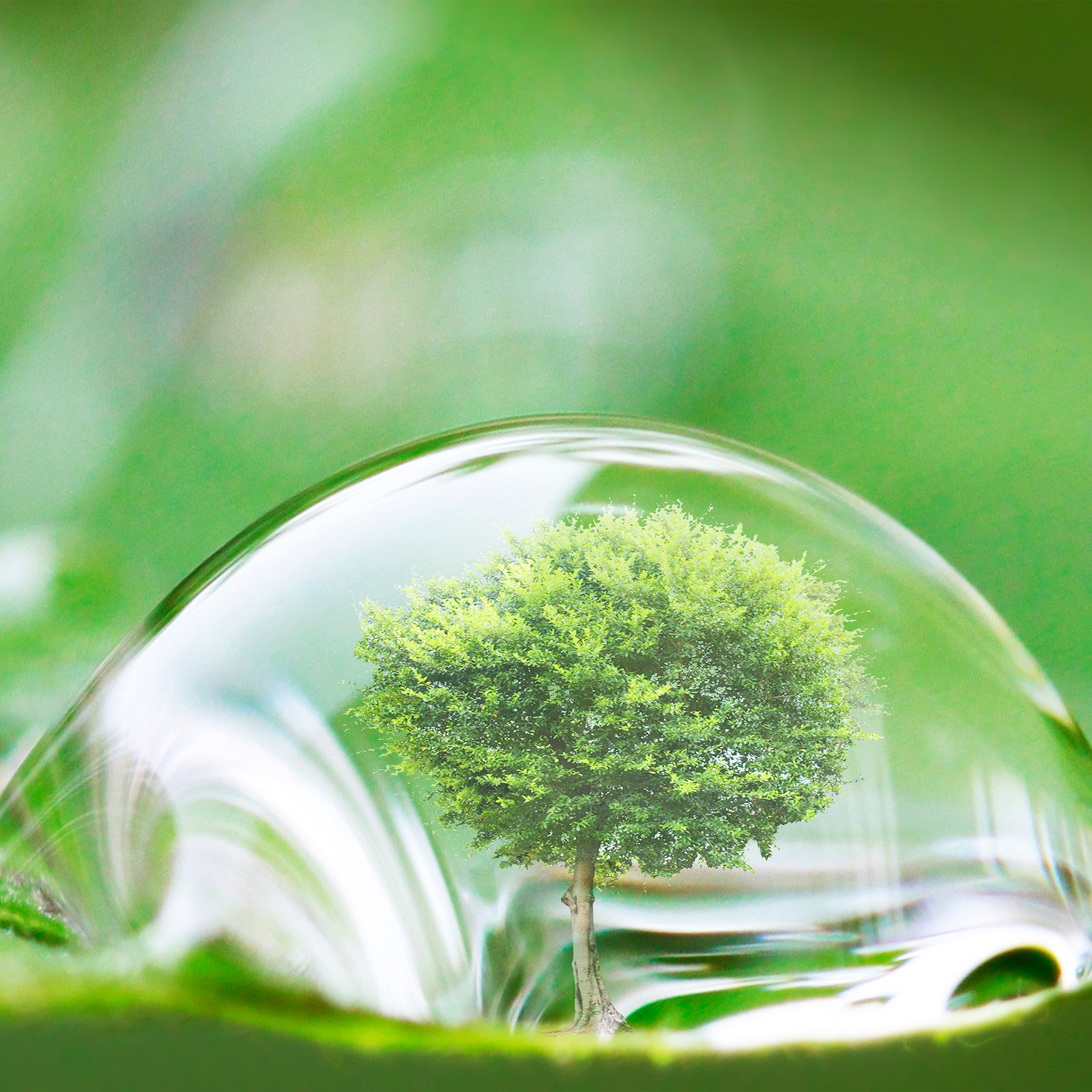 Sustainability of Takuwa