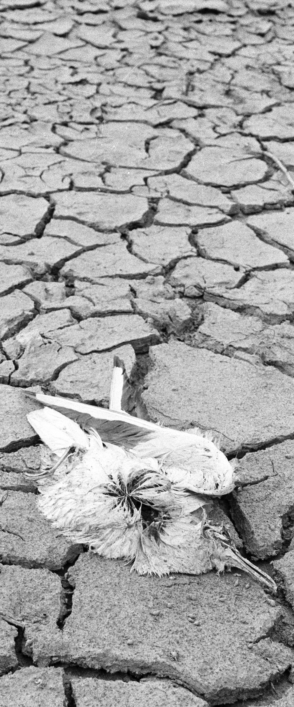 World where People and Water are Close Together, which has been Lost